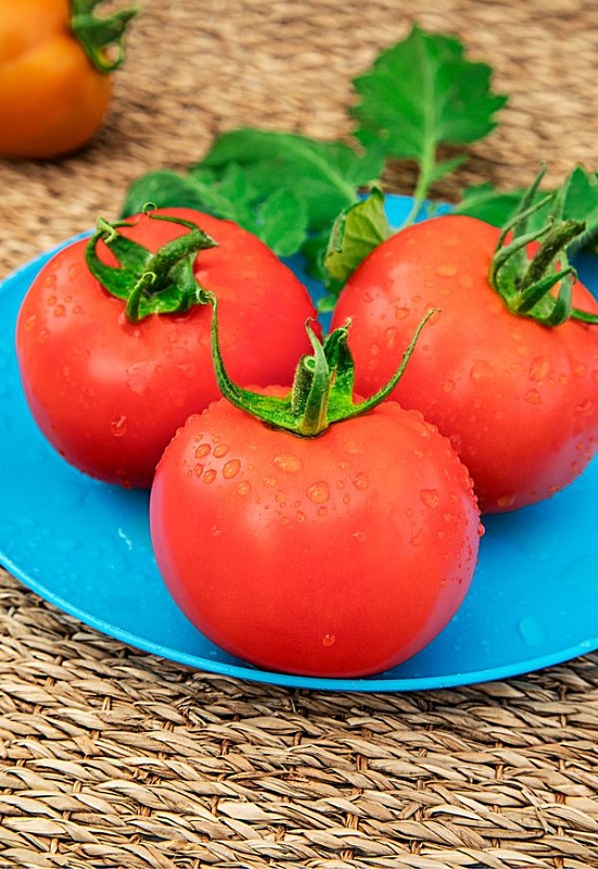 Томат Джина ТСТ 0,05 гр цв.п