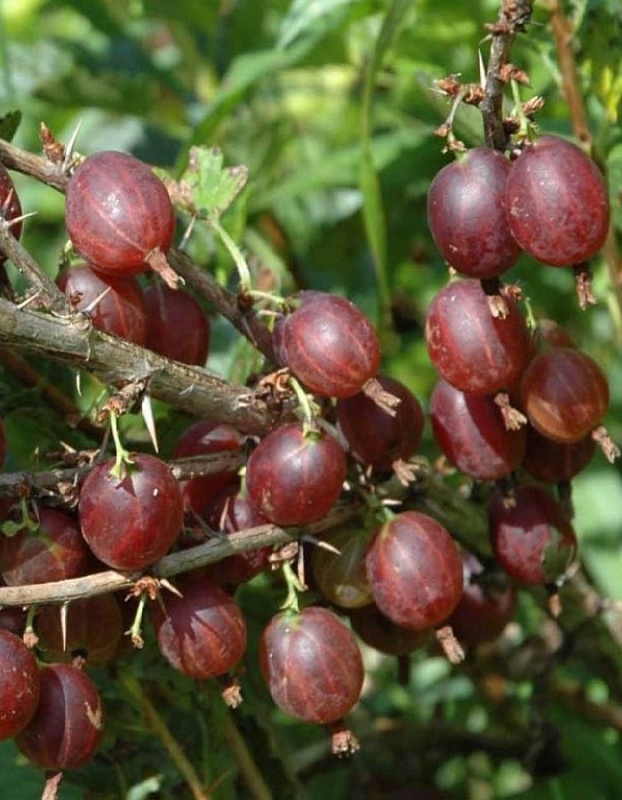 Крыжовник Олави 