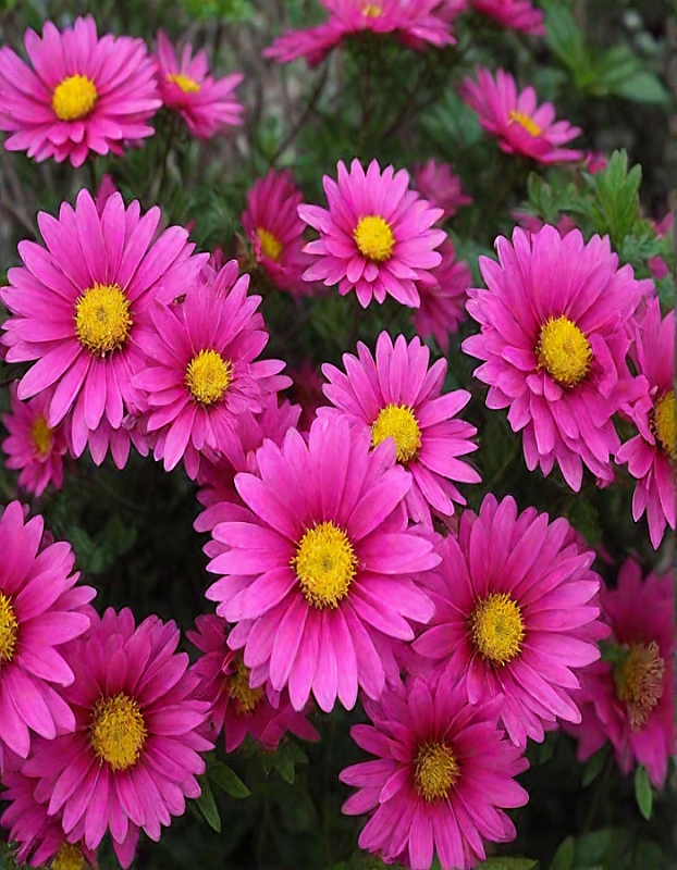 Астра Розенвихтель 1 шт