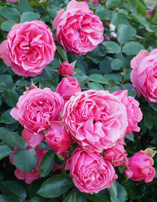 Роза флорибунда Леонардо да Винчи 