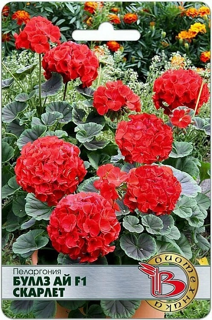 Пеларгония Буллз Ай F1 Скарлет 5 шт
