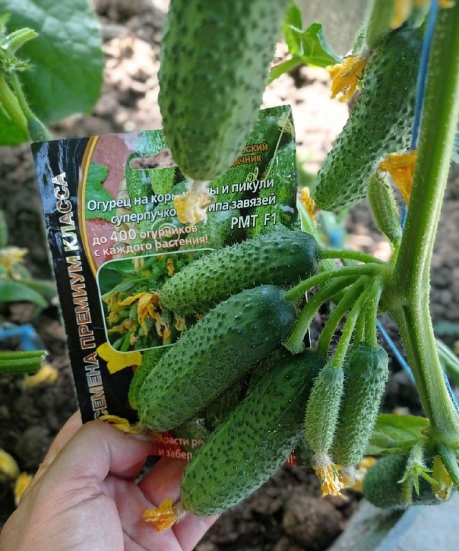 Огурец РМТ F (УД) F1 5 шт цв.п
