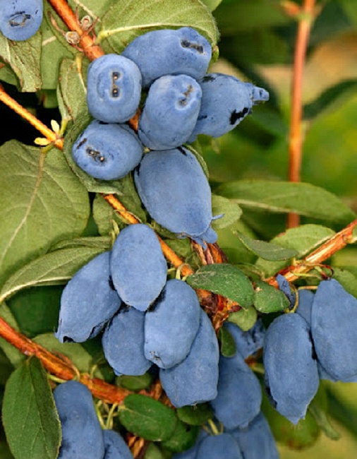 Жимолость съедобная Бореал Бист