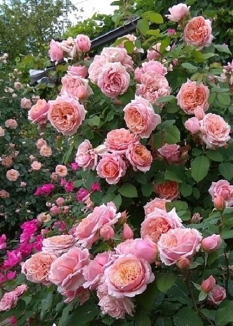 Роза кустовая Поль Бакюз