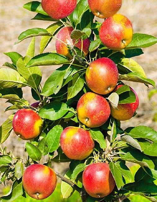 Яблоня Баяна 