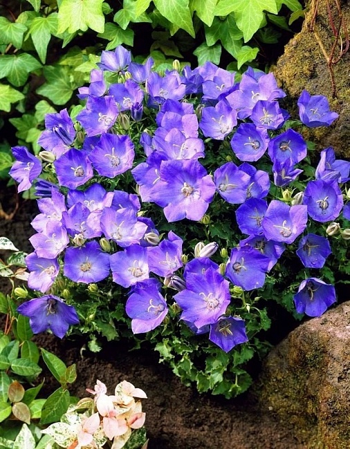 Колокольчик карпатский Блю Клипс ASF 1 шт Р9