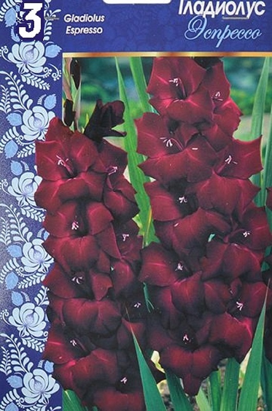 Гладиолус Эспрессо 1 уп. (3 шт.)