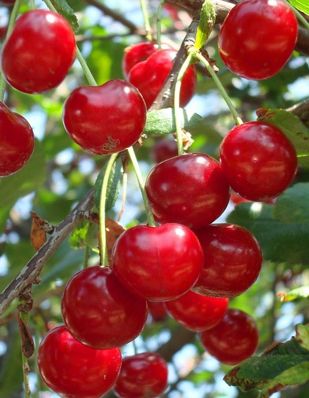 Черешня Рубиновая