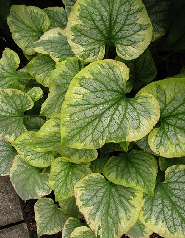 Бруннера Кингс Рамсон 