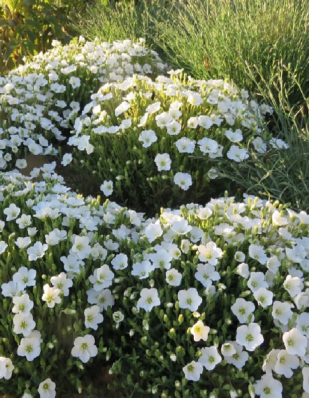 Аренария монтана Близзард ASF 1 шт Р9