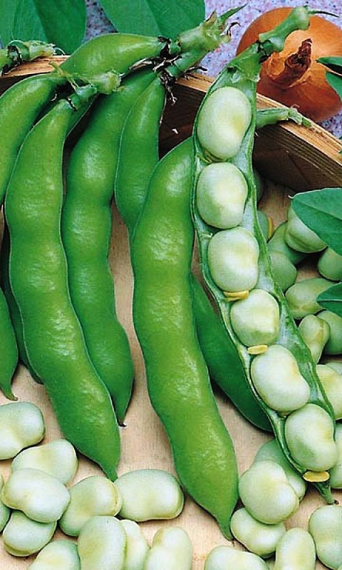 Бобы Вировские (УД) 6 шт. цв.п.