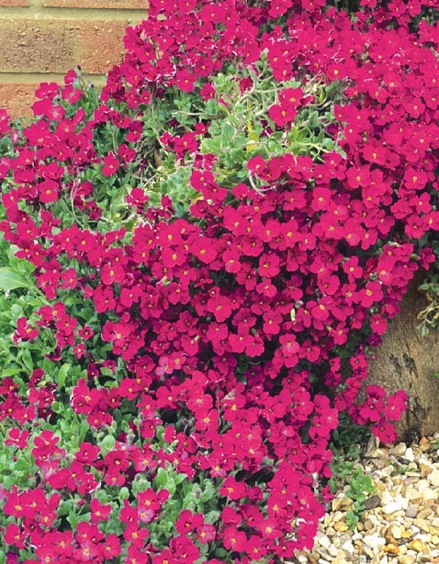 Обриета Гранд каскад красная (Аэлита) 0,05 гр цв п