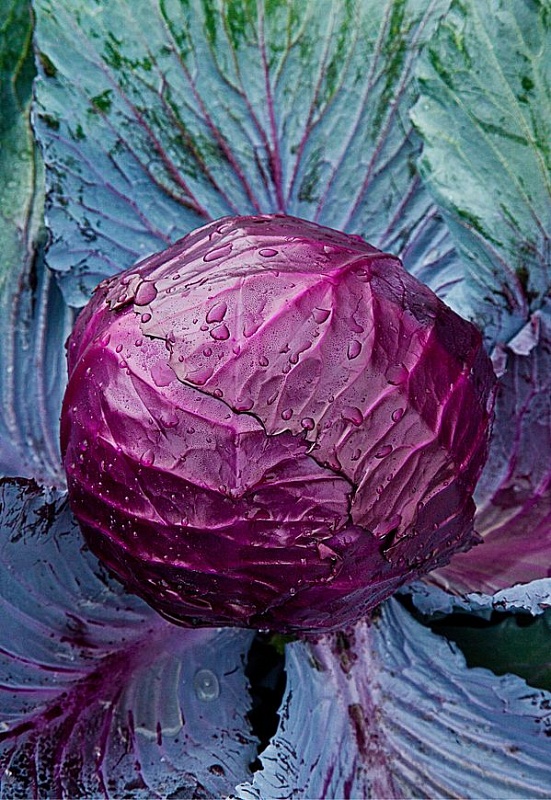 Капуста краснокочанная Матильда (Селекция "ВХ") 0,3 гр цв. п.