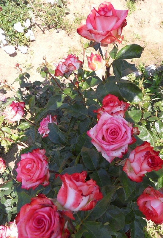 Роза чайно-гибридная Блаш 