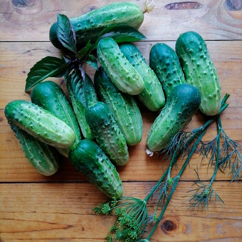 Огурец Верность F1 (УД) 7 шт цв.п