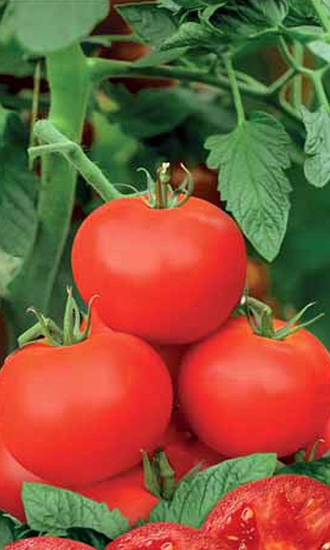 Томат Красный Луч F1 (УД) 10 шт цв.п.