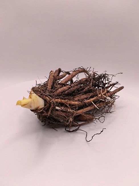 Лилейник Сэмми Рассел