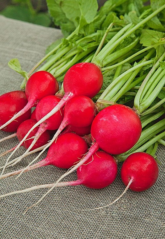 Редис Жара 3 гр б.п