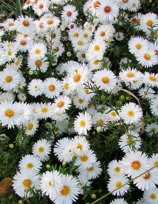 Астра Перла