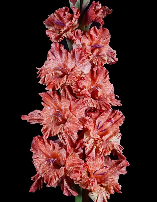 Гладиолус Муаровый Иней 1 уп. (3 шт.)