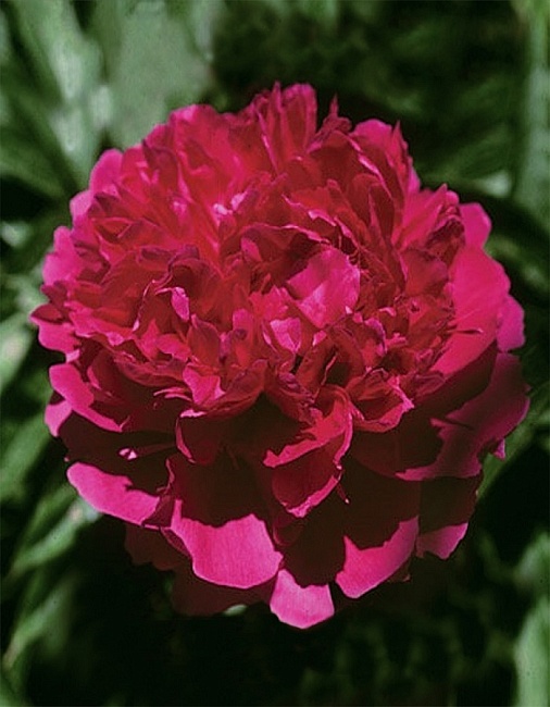 Пион травянистый Ред Суприм