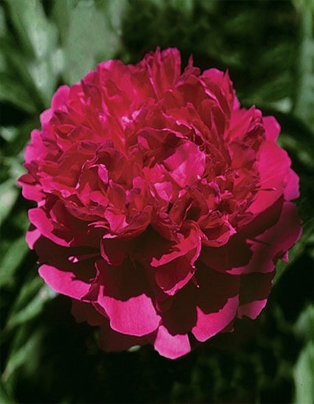 Пион травянистый Ред Суприм