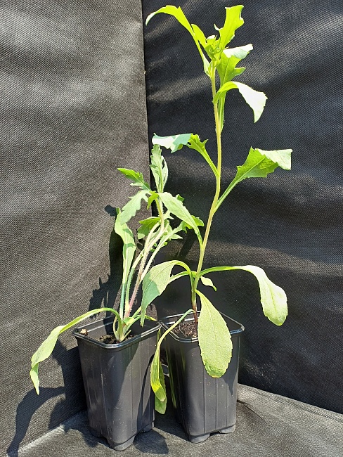 Гайлардия смесь 1 шт Р9