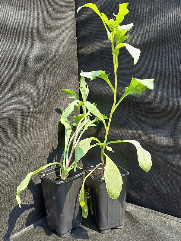 Гайлардия смесь 1 шт Р9