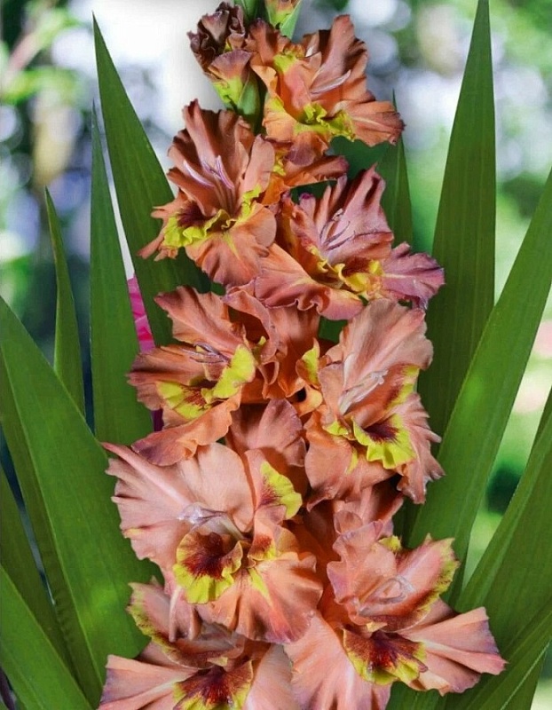 Гладиолус Билет на Транай 1 уп. (3 шт.)