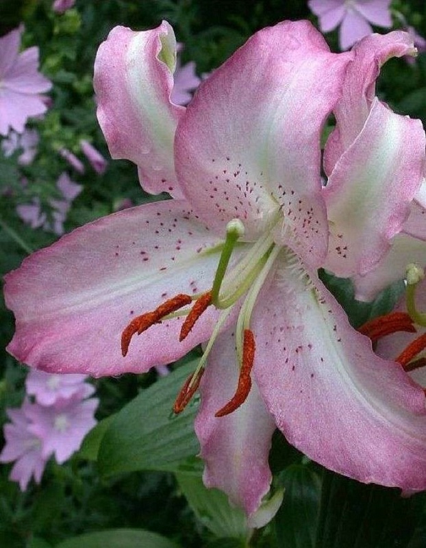 Лилия Бразилия 