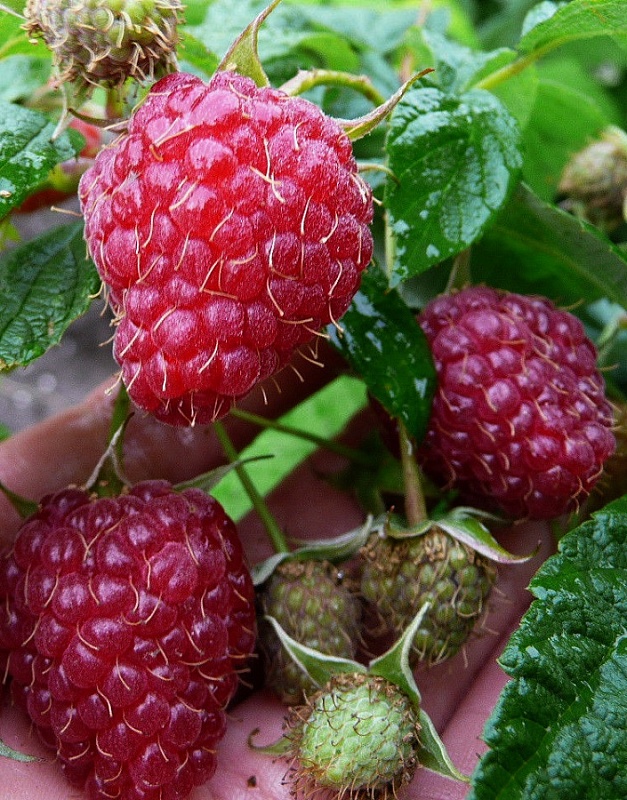 Малина бесшипая Красная королева 