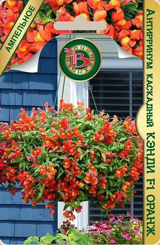 Львиный зев (антирринум) Кэнди F1 Оранж каскадный 5 шт