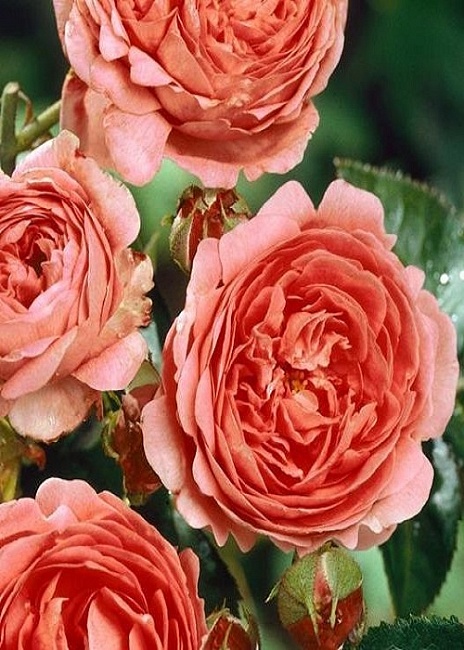 Роза кустовая Чиппендейл 1 шт