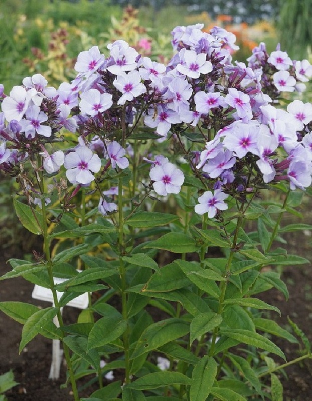 Флокс Свизл Блю 