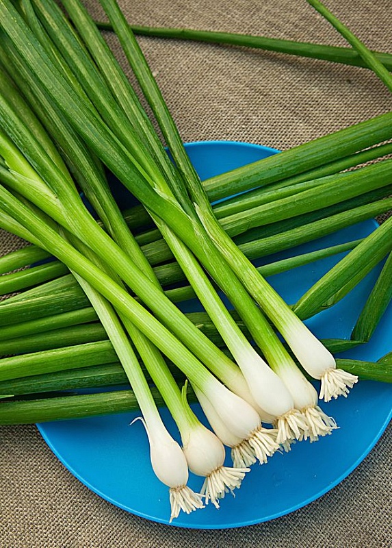 Лук батун Пикник 1 гр цв.п.