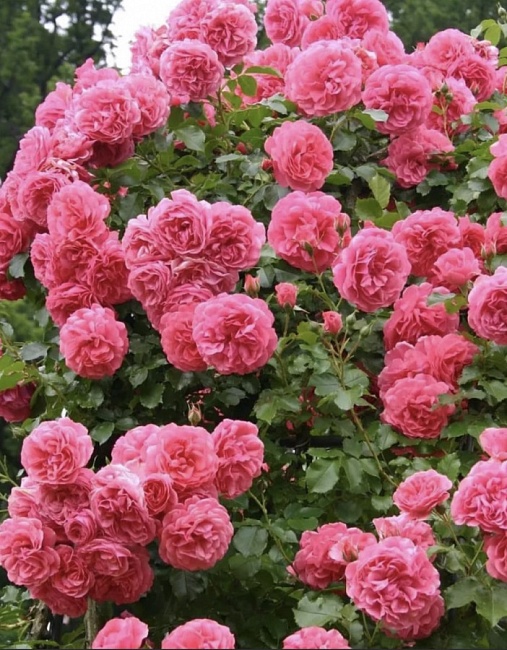 Роза плетистая Антике