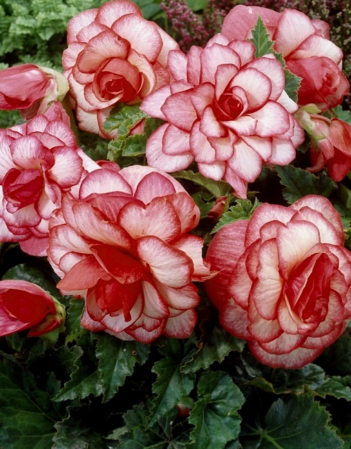 Бегония Мармората 