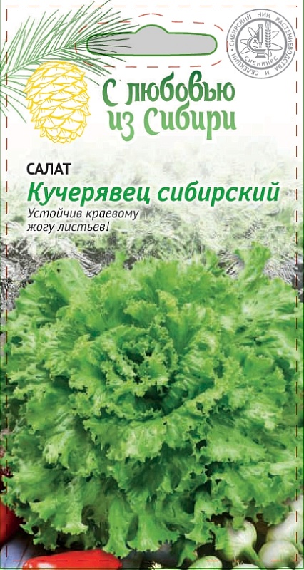 Салат Кучерявец сибирский 1 гр цв.п (Сибирская серия)