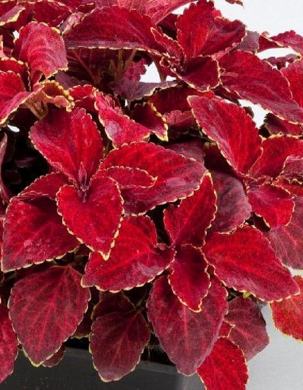 Колеус блюме Красный вельвет (Аэлита) 5 шт цв п