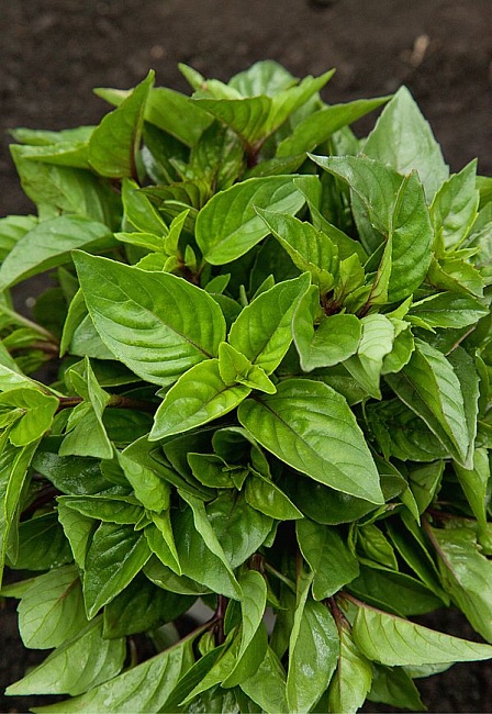 Базилик овощной Гвоздичный 0,3 гр цв.п.