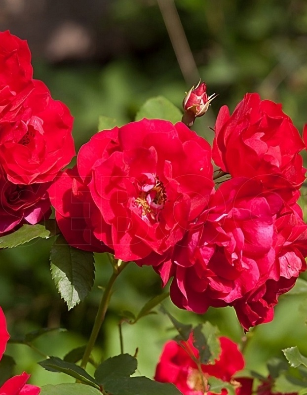 Роза кустовая Аделаида Худлес