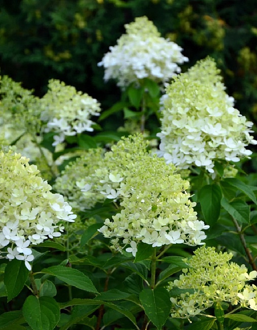 Гортензия метельчатая Гринспайр 1 шт Р9