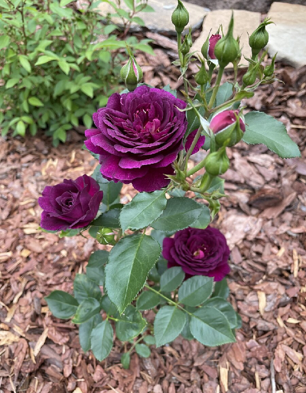 Роза флорибунда Эбб Тайд