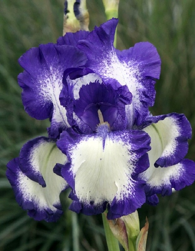 Ирис Степпинг Аут