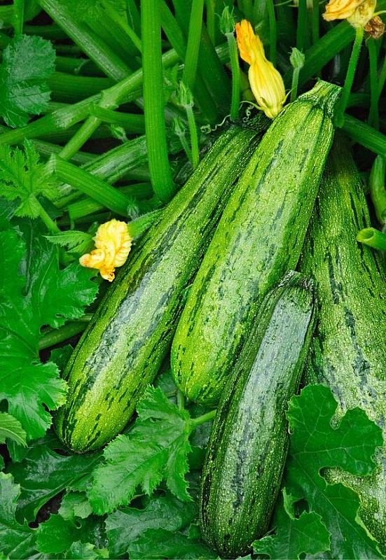 Кабачок Грюнталер (Селекция "ВХ") 1 гр. цв.п