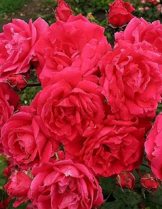 Роза кустовая Александра Маккендзи