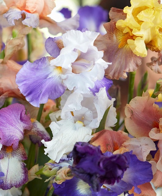 Ирис в ассортименте 1шт Р9