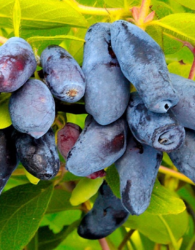 Жимолость съедобная Фиалка