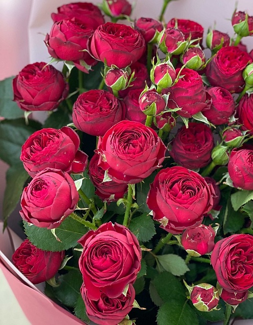 Роза спрей Марун