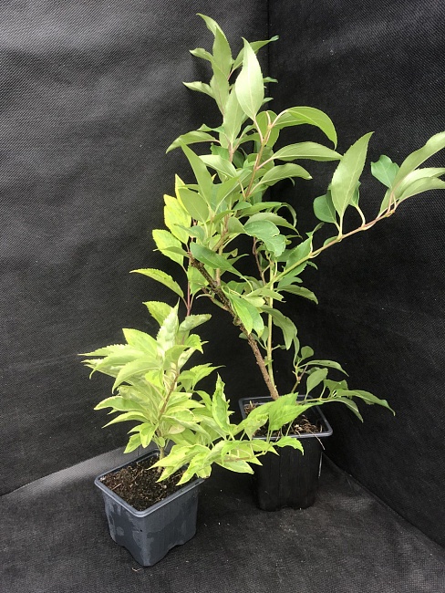 Форзиция промежуточная Миниголд Флоджор 1 шт Р9